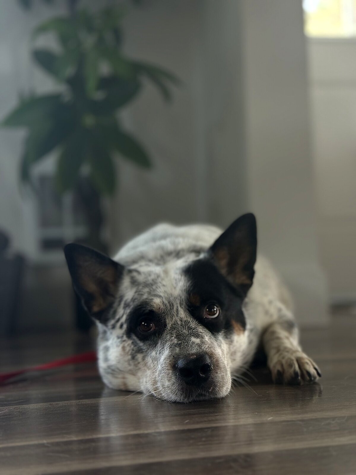 Dog holding a calm place command during an Arizona training session