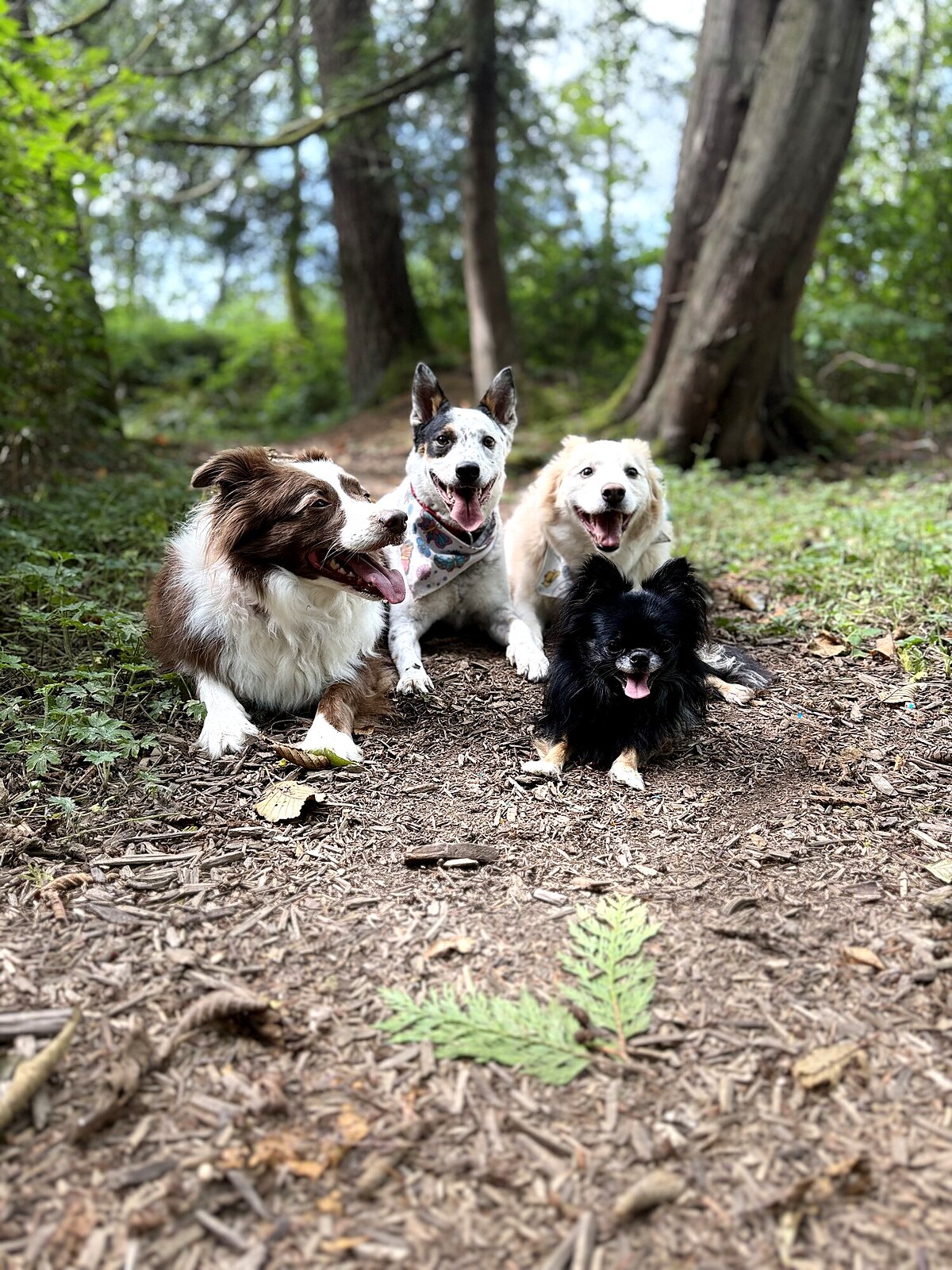 Dog focused on its handler during off-leash obedience practice in Arizona