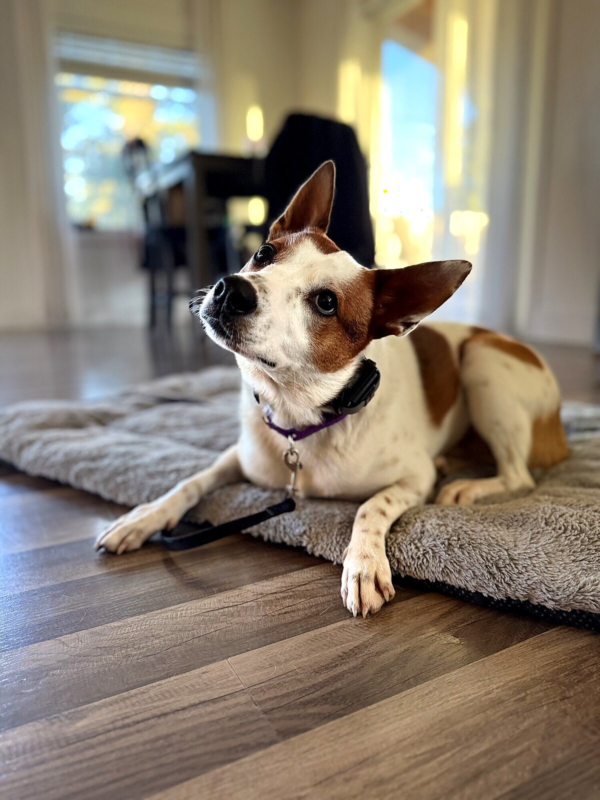 Dog and trainer working together outdoors near Phoenix